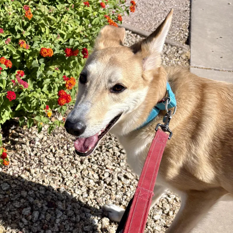 A young medium-sized male German Shepherd Dog dog named Dodger for adoption in Phoenix, AZ