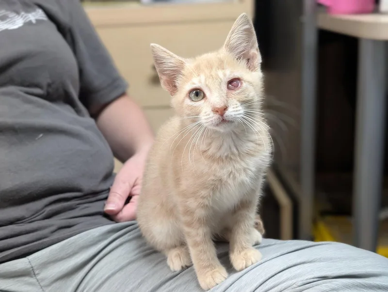 A baby medium-sized female Orange / Red Domestic Short Hair cat named Dory .. for adoption in Apopka, FL