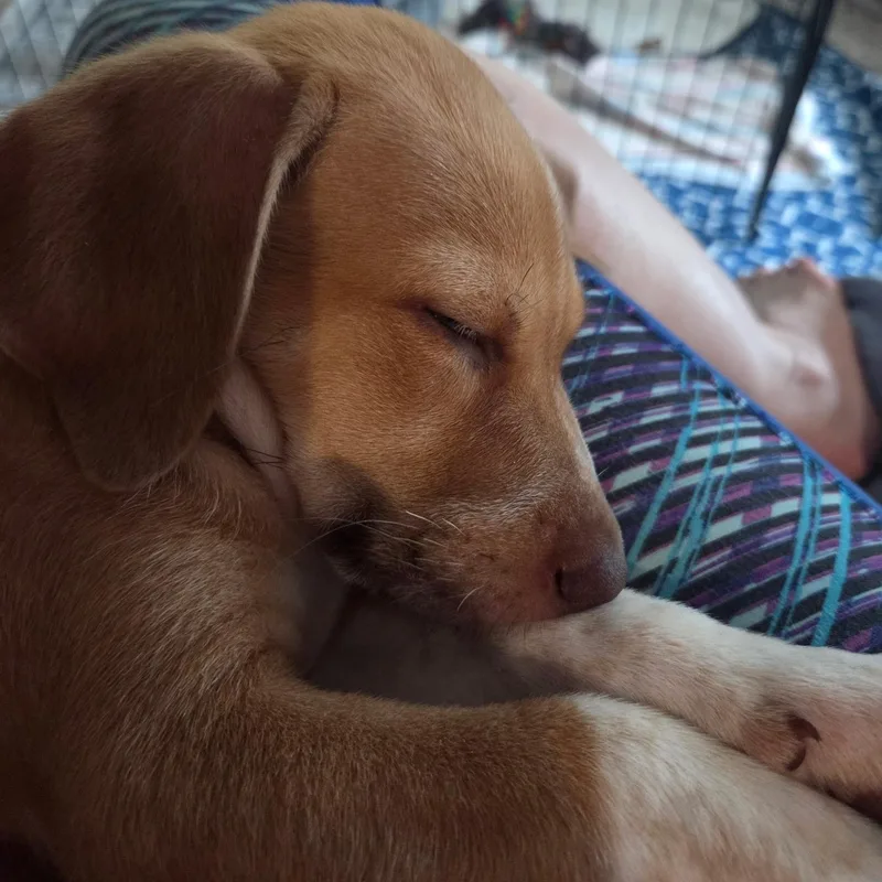 A young medium-sized male Apricot / Beige Shepherd dog named Eric for adoption in Calabash, NC
