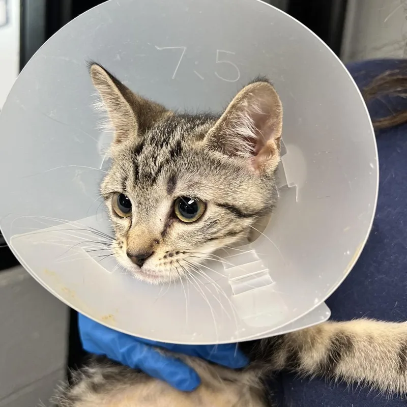 A baby small-sized female Brown / Chocolate Domestic Short Hair cat named Sushi for adoption in Allentown, PA