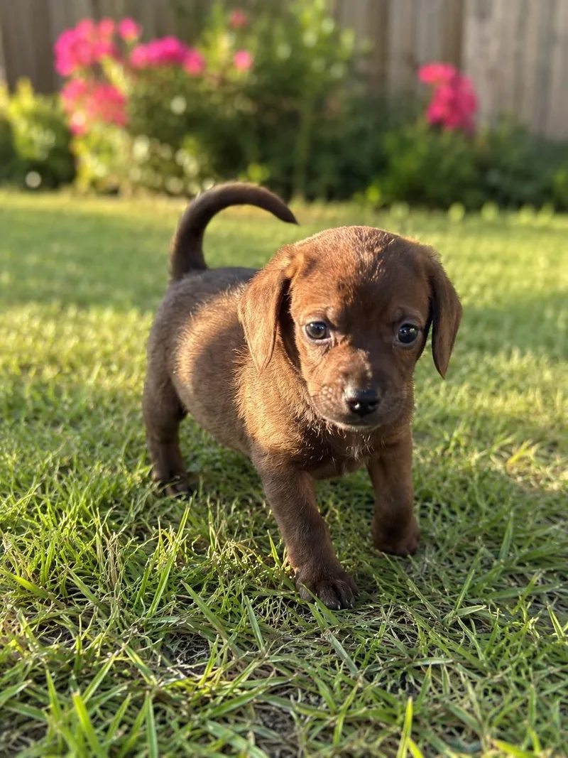 A baby small-sized male Brown / Chocolate Chihuahua dog named Grizzly for adoption in Hortense, GA