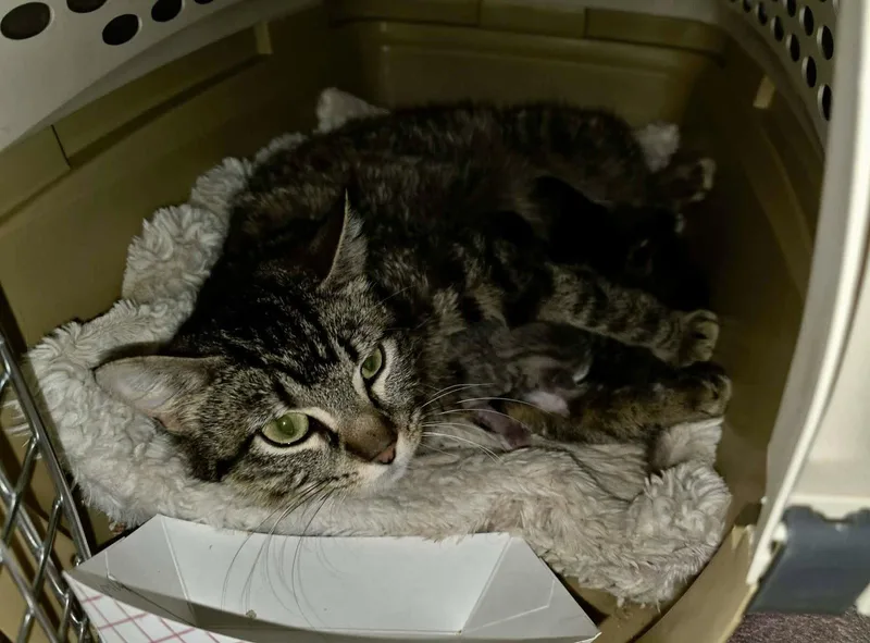 A young medium-sized female Domestic Short Hair cat named John “Johanna” Tyler for adoption in Detroit Lakes, MN