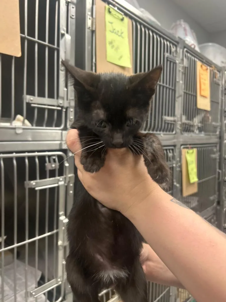 Cotton Candy thumbnail 2