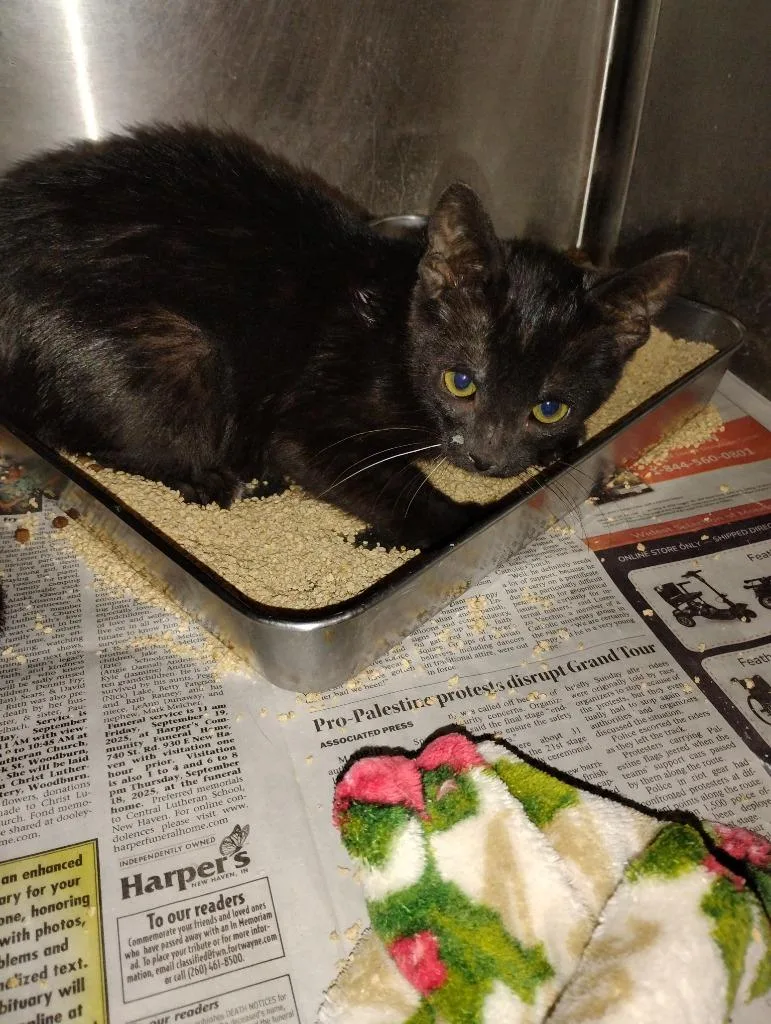 Cotton Candy thumbnail 3