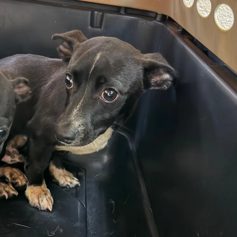 A baby small-sized male Black Terrier dog named Joey for adoption in Birmingham, AL