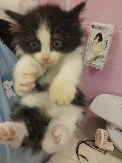 A young small-sized female Domestic Short Hair cat named Carnation for adoption in Columbus, IN