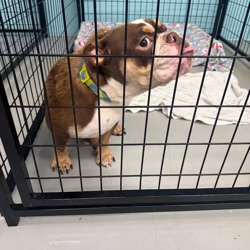 A young medium-sized male English Bulldog dog named Harold for adoption in Houston, TX
