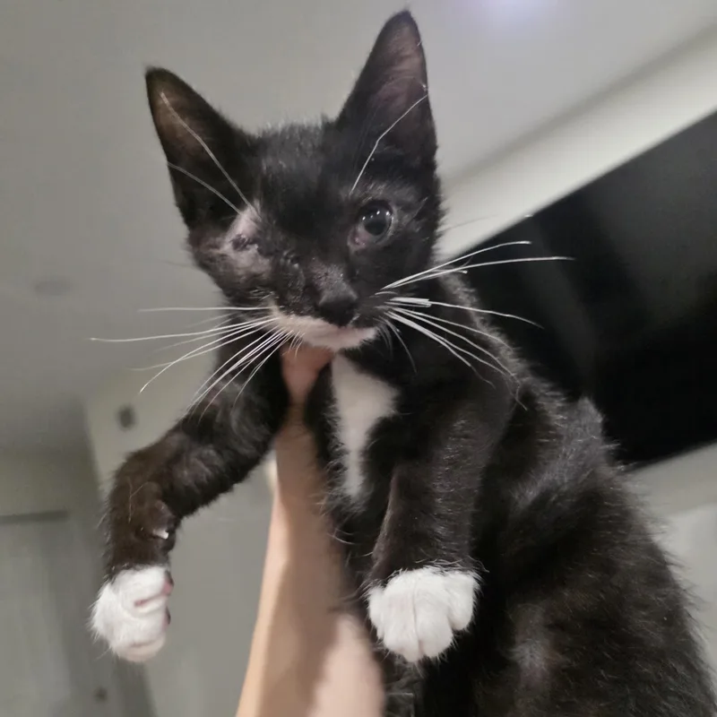 A baby medium-sized male Black & White / Tuxedo Domestic Short Hair cat named Mouse for adoption in Moriches, NY