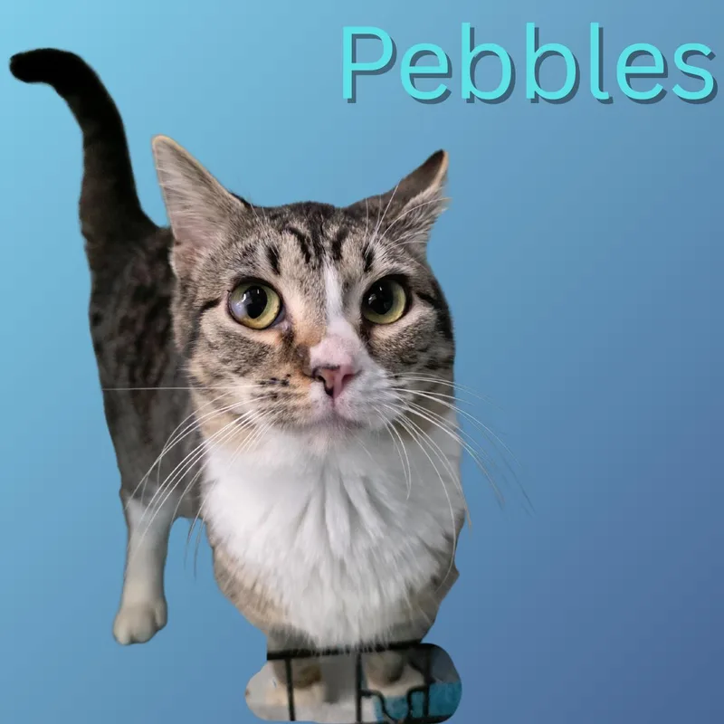 Pebbles