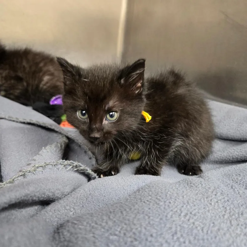 A baby small-sized male Black Domestic Short Hair cat named Tar for adoption in Newport, TN