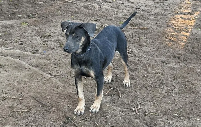 A young medium-sized male Tricolor (Brown, Black, & White) Dachshund dog named Fred for adoption in Colorado Springs, CO