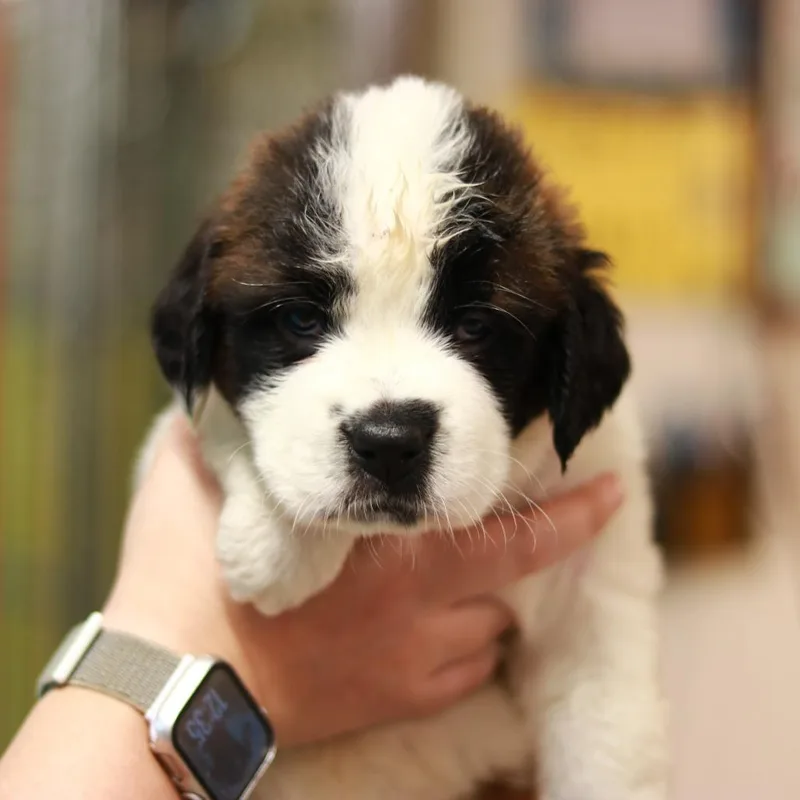 CT Buttercup thumbnail 5