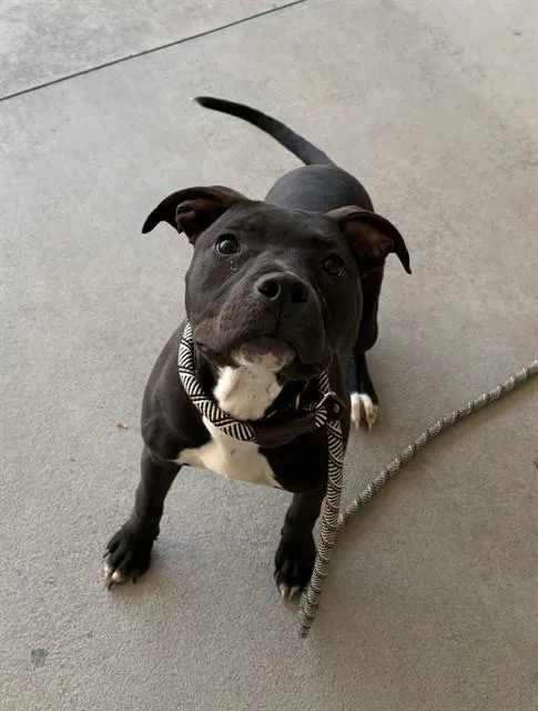 A young medium-sized male American Staffordshire Terrier dog named Togo for adoption in Lincolnton, NC