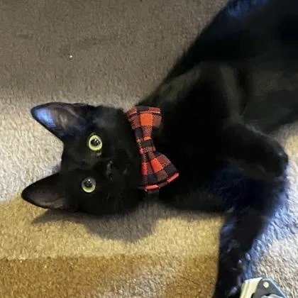 A baby small-sized male Domestic Short Hair cat named Geoffrey for adoption in Elk Grove, CA