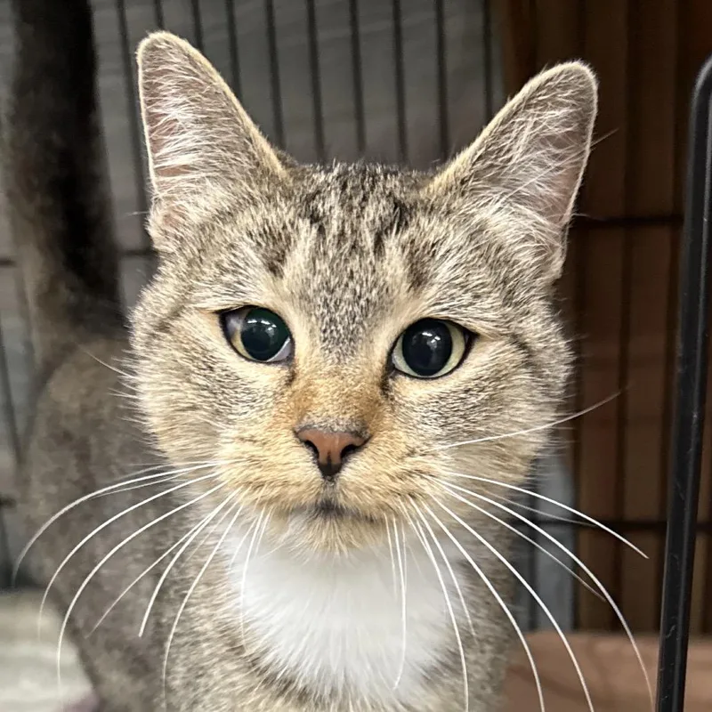 An adult small-sized female Black Domestic Short Hair cat named Cleo for adoption in Bismarck, ND