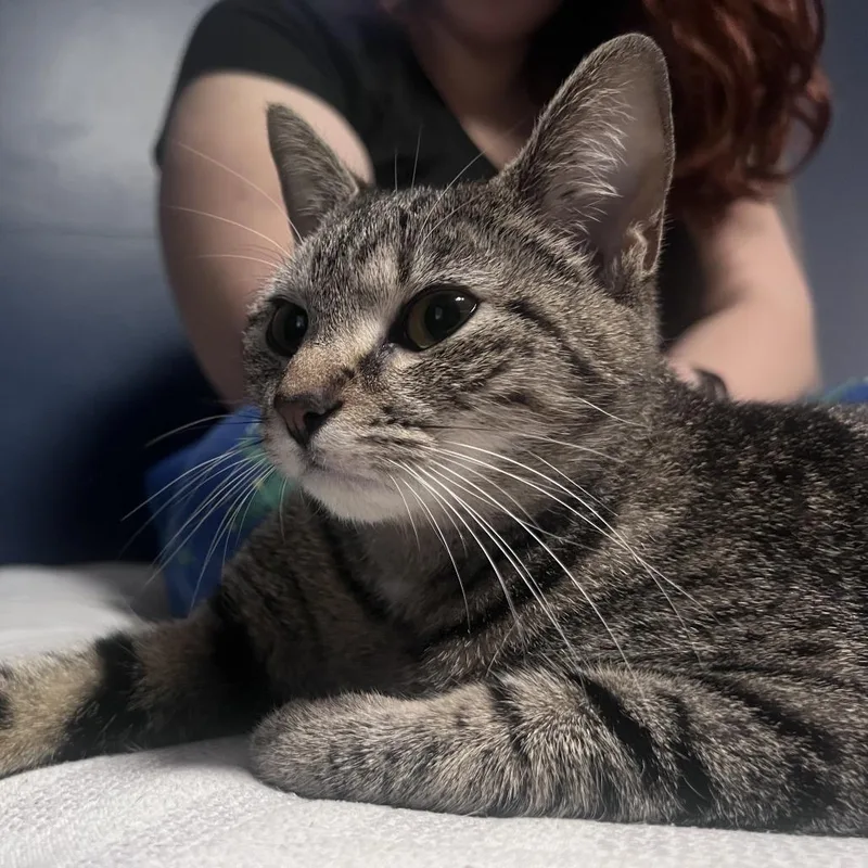 An adult small-sized female Black & White / Tuxedo Domestic Short Hair cat named Frank for adoption in Roanoke, VA