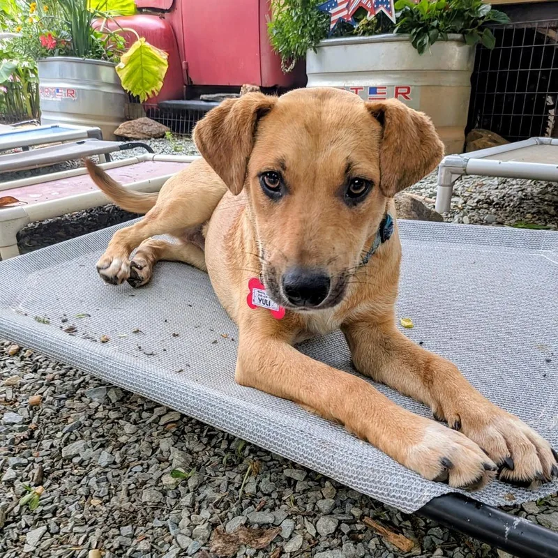 An adult medium-sized female Brown / Chocolate Labrador Retriever dog named Yuli for adoption in Wake Forest, NC