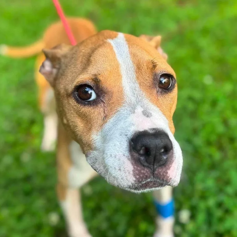 An adult medium-sized female Yellow / Tan / Blond / Fawn Mixed Breed dog named Metzy for adoption in Long Island City, NY