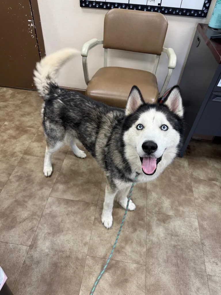 An adult medium-sized male Mixed Breed dog named Waffles for adoption in Springfield, OH