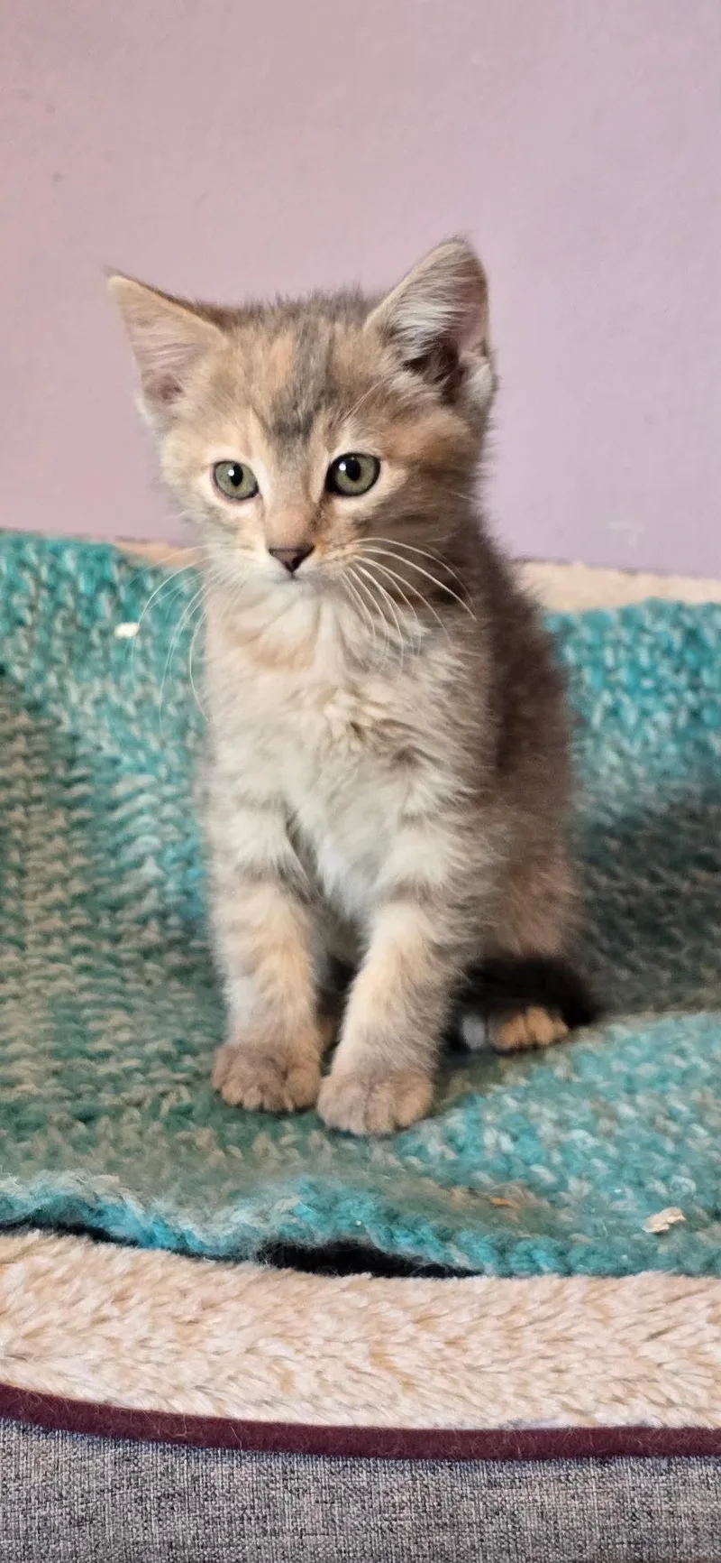 A baby medium-sized female Dilute Tortoiseshell Torbie cat named Rubee for adoption in Omaha, NE