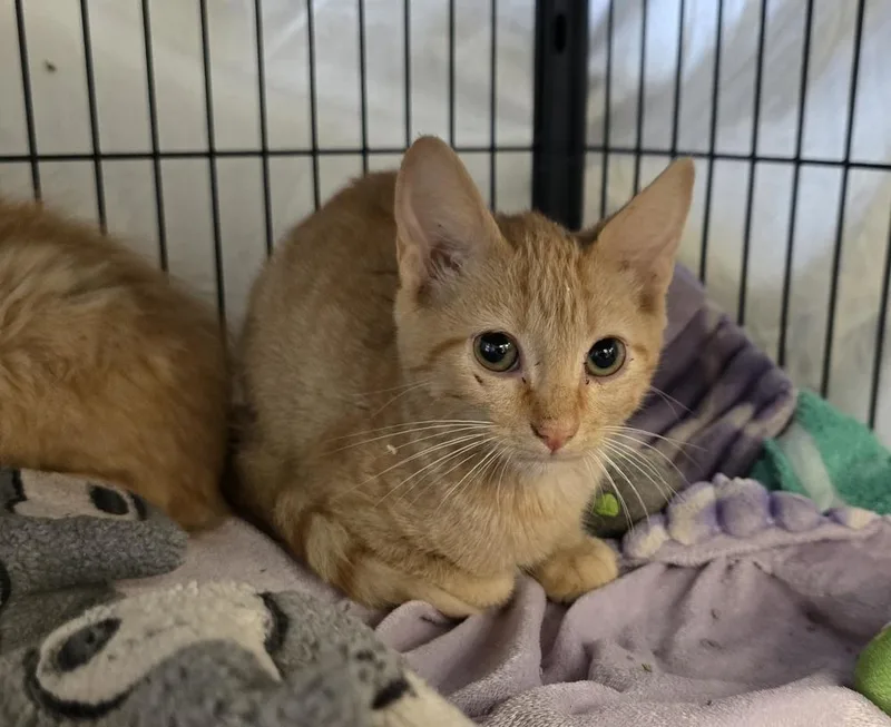 A baby small-sized male Domestic Short Hair cat named Waltz for adoption in Dickson, TN