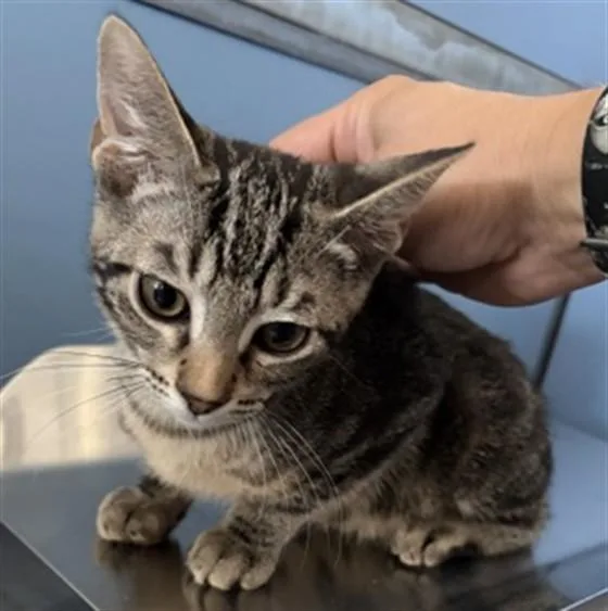 A baby small-sized male Domestic Short Hair cat named Midas for adoption in San Bernardino, CA