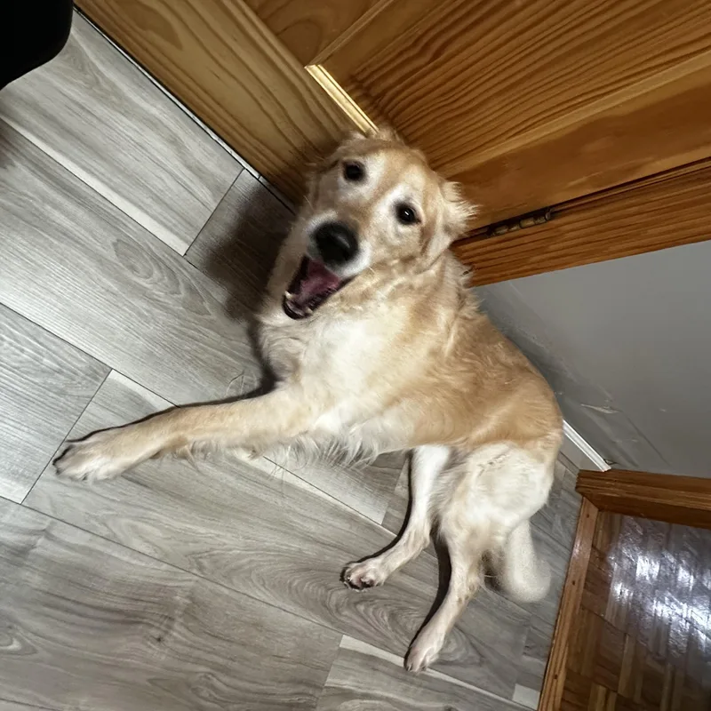 An adult medium-sized female Golden Retriever dog named Riley for adoption in Newark, NJ