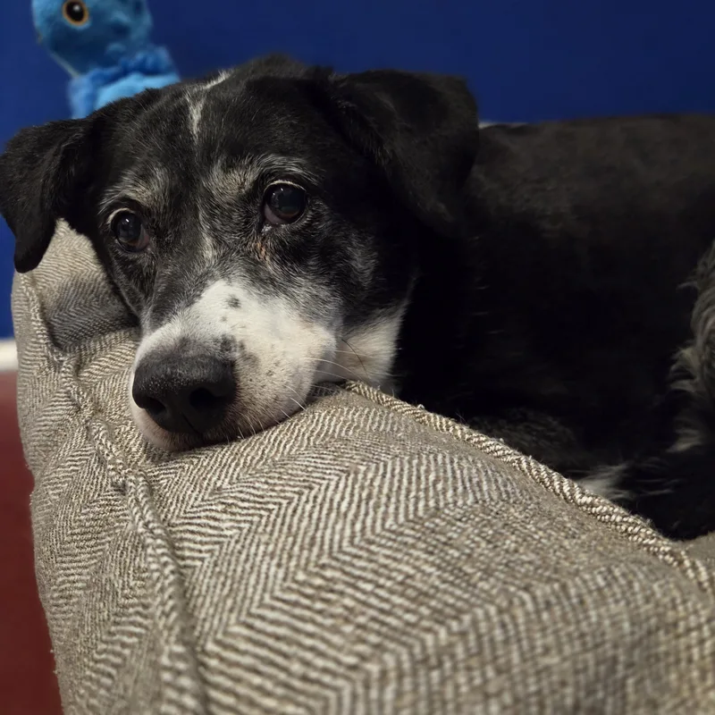 Bailey thumbnail 2
