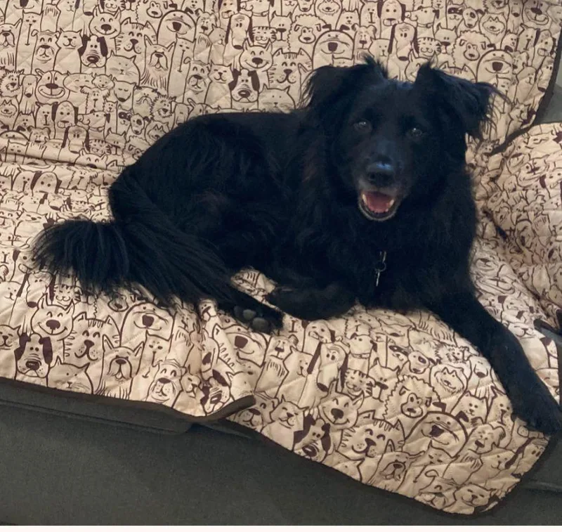 An adult large-sized male Black Retriever dog named Ezra for adoption in Plain City, OH