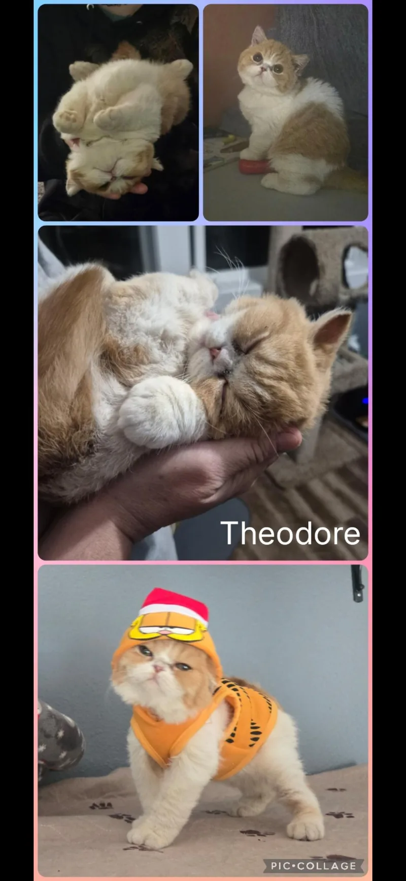 A baby small-sized male British Shorthair cat named Theodore for adoption in Newberg, OR