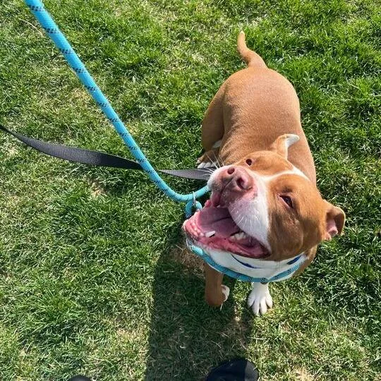 An adult medium-sized male Brown / Chocolate Pit Bull Terrier dog named Marmaduke for adoption in Matteson, IL
