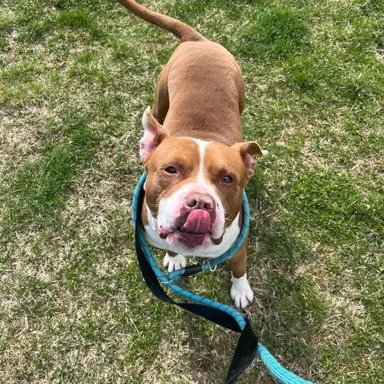 Marmaduke thumbnail 2