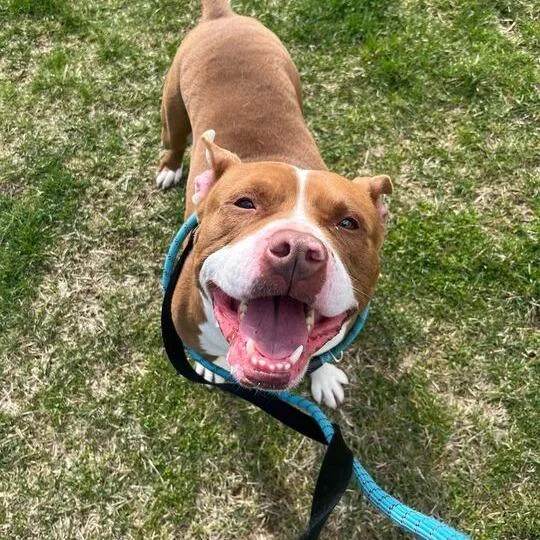 Marmaduke thumbnail 3