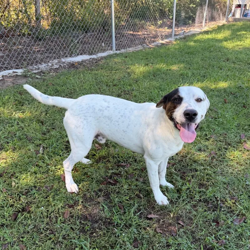 A young medium-sized male White / Cream Hound dog named Hullabaloo for adoption in Carencro, LA