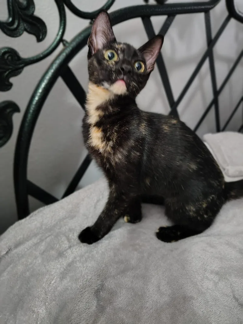 Vitani