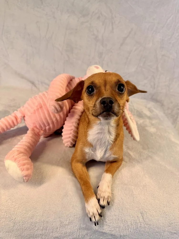 A young small-sized female White / Cream Chihuahua dog named Sagittarius for adoption in Richmond, TX