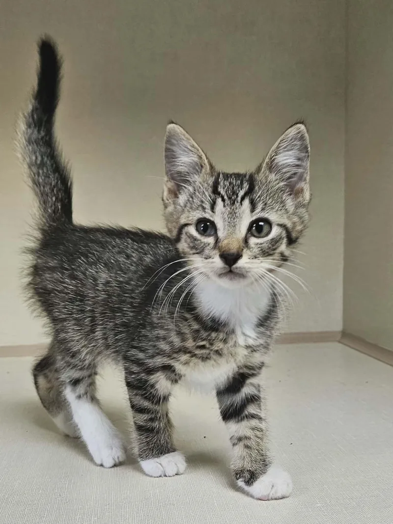 A baby medium-sized male Tabby (Brown / Chocolate) Domestic Short Hair cat named Tod for adoption in Wapakoneta, OH