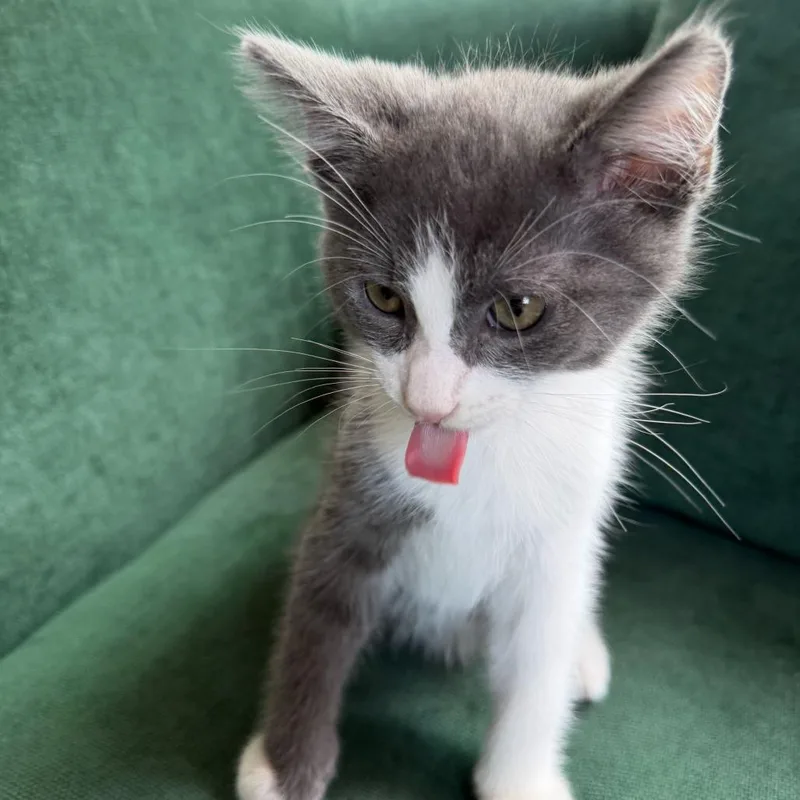 A baby small-sized male Gray / Blue / Silver Domestic Short Hair cat named Calvin Coolidge for adoption in Escondido, CA