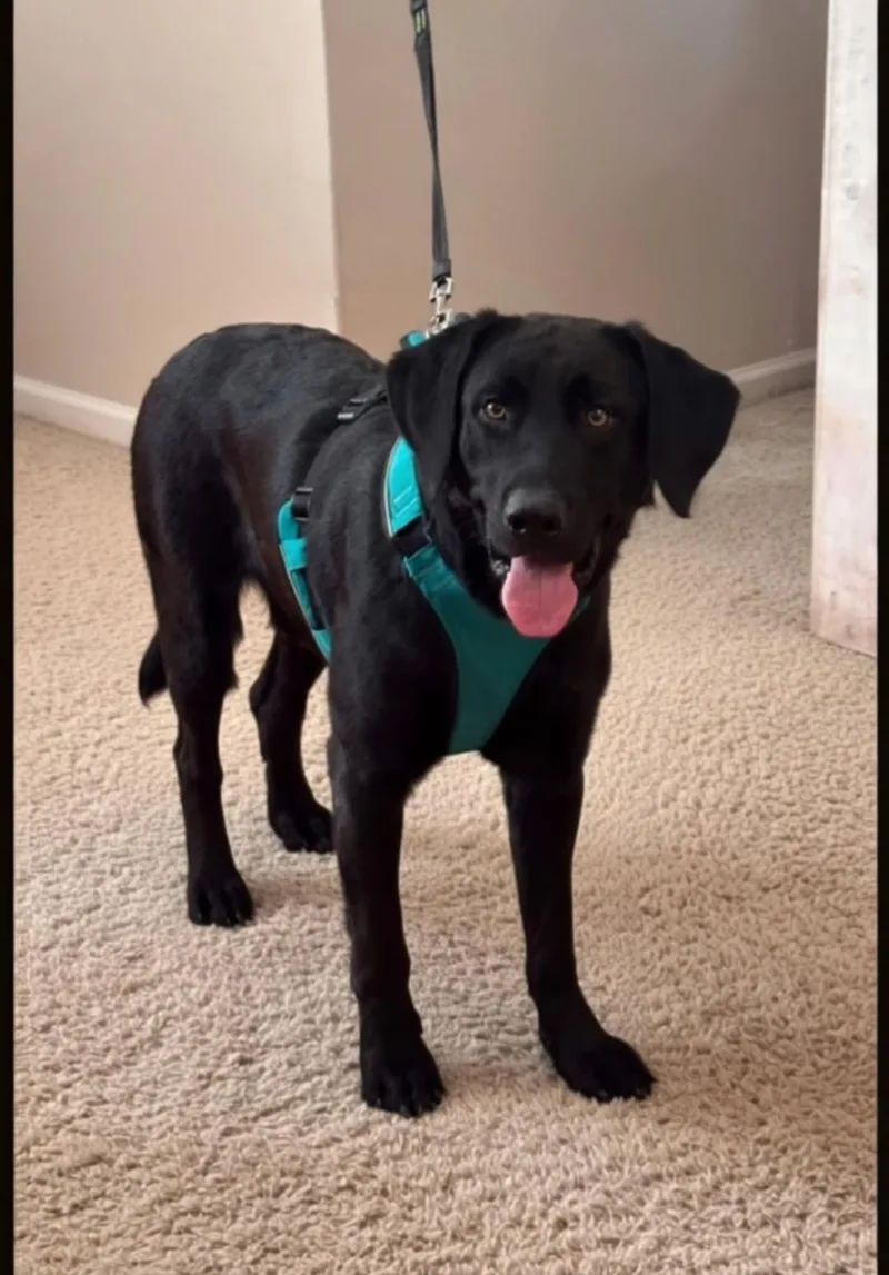 A young medium-sized male Black Labrador Retriever dog named Moose for adoption in Dandridge, TN