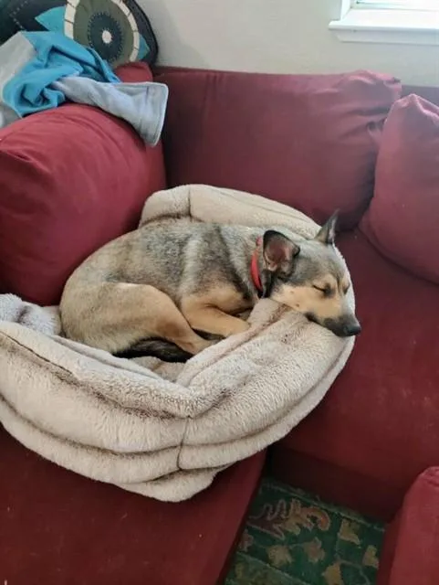 A young medium-sized female German Shepherd Dog dog named Coco for adoption in Sacramento, CA