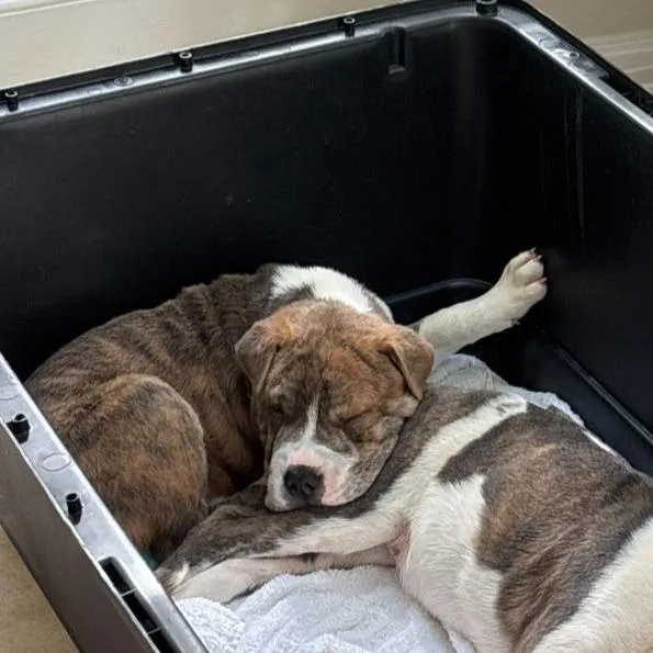 A baby large-sized male Brindle Shar-Pei dog named Squish for adoption in Raleigh, NC