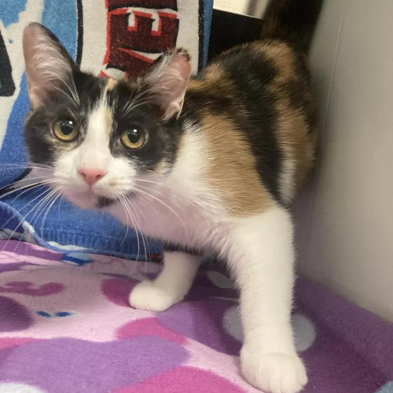 A young medium-sized female Brown / Chocolate Domestic Short Hair cat named SunShower for adoption in Franklin, TN