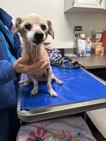 A senior small-sized female Mixed Breed dog named Minnie for adoption in Atlanta, GA