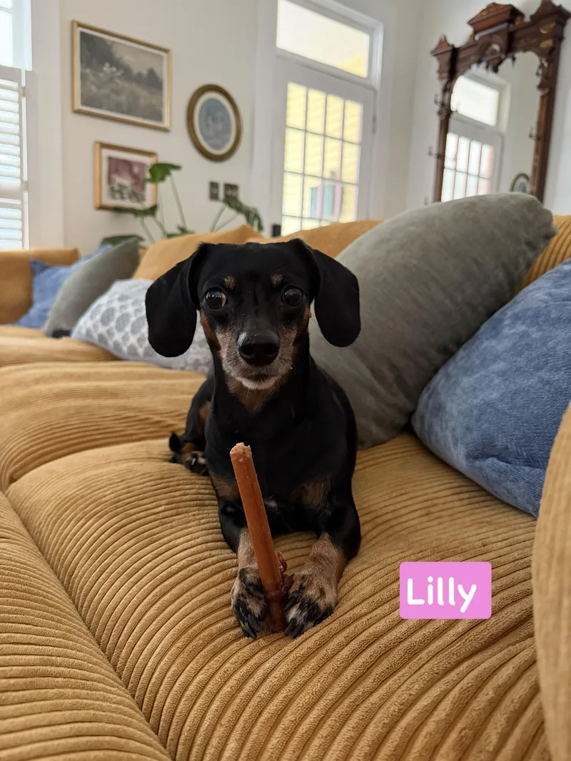 An adult small-sized female Golden Dachshund dog named Lilly for adoption in Semmes, AL