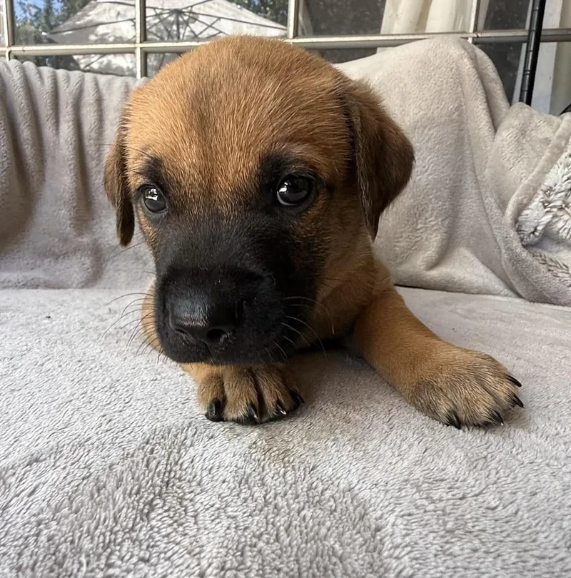 A baby large-sized male Golden Retriever dog named Mango for adoption in Warr Acres, OK