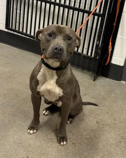 A young medium-sized male Pit Bull Terrier dog named Goosebump for adoption in Cleveland, OH