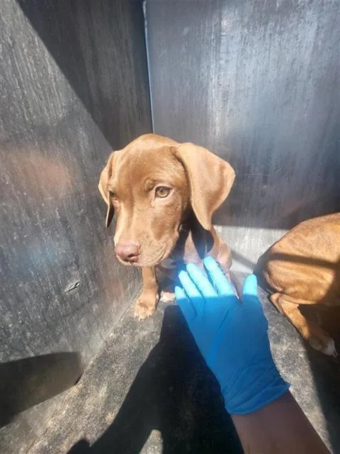A baby small-sized male Retriever dog named Calvin for adoption in San Antonio, TX