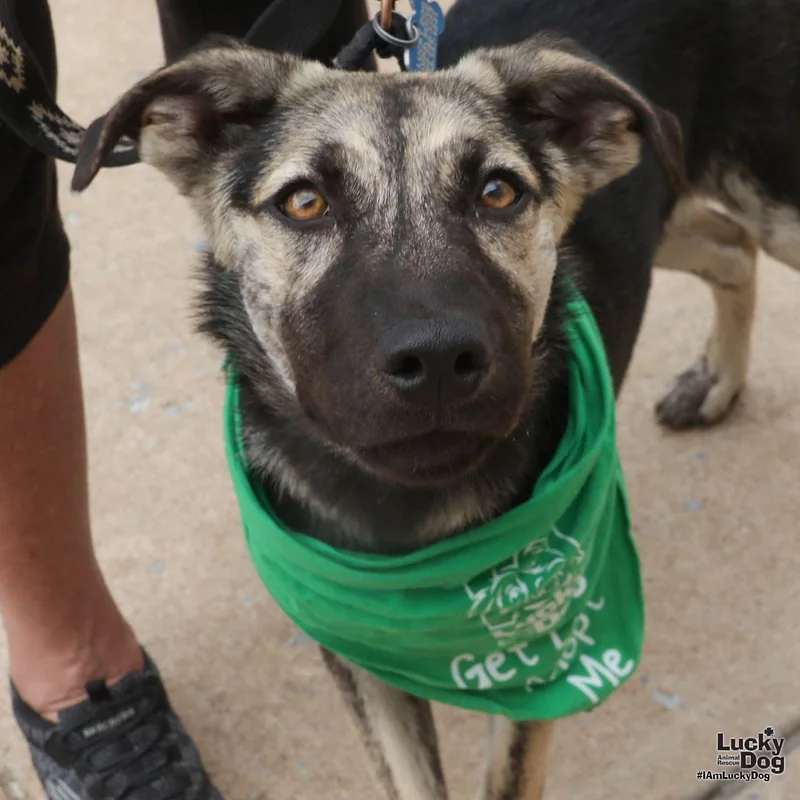A baby large-sized male Shepherd dog named Flynn for adoption in Washington, DC