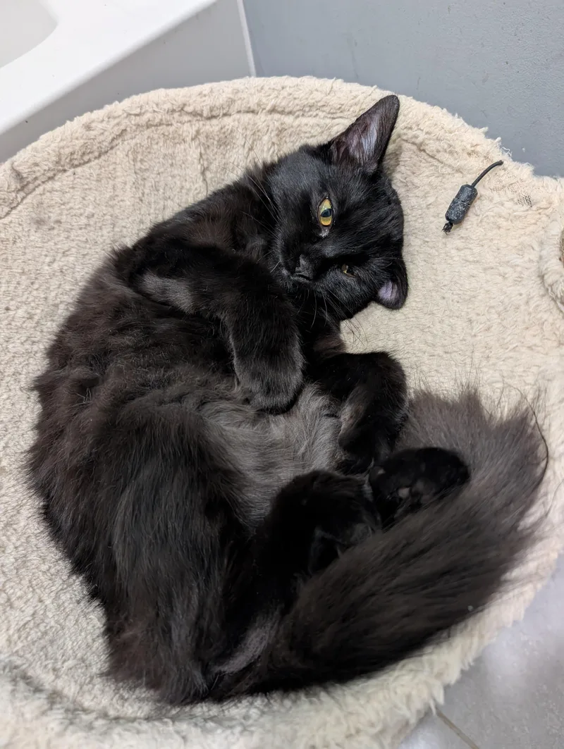 A baby medium-sized female Domestic Long Hair cat named Onyx for adoption in Clayton, NC