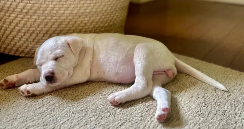 A baby small-sized female American Staffordshire Terrier dog named Yuki for adoption in Newnan, GA